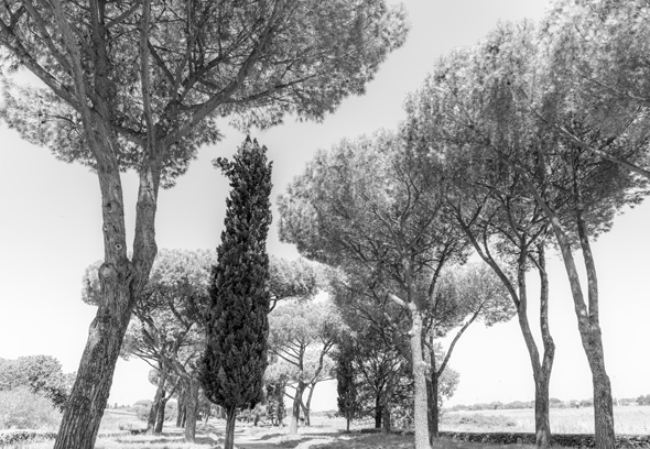 Roman trees